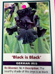 Iris Black is Black