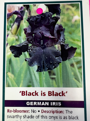 Iris Black is Black
