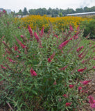 Buddleia Monarch Prince Charming