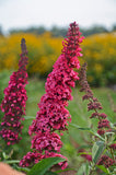 Buddleia Monarch Prince Charming