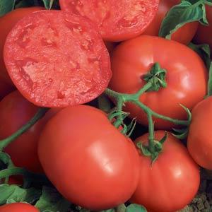 Bush 'Beefsteak' Tomato