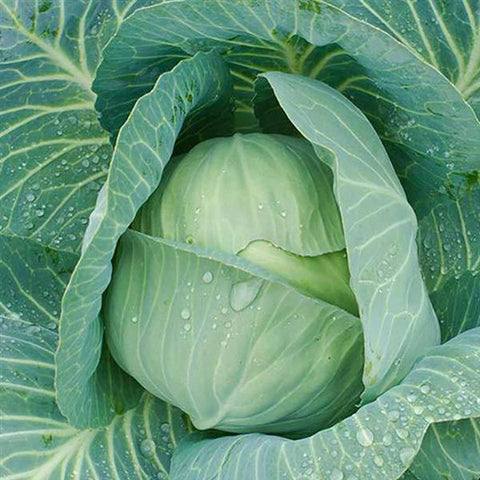 Cabbage 'Late Flat Dutch'