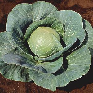 Cabbage 'StoneHead'