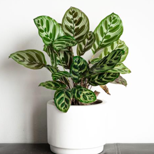 Calathea Makoyana (Peacock Plant) – Prairie Blossom Nursery