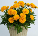 Coreopsis Solanna™ Golden Sphere (Tickseed)