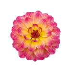 Dahlia Hypnotica 'Tequila Sunrise'