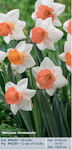 Narcissus_Chromacolor
