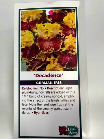 Iris_Decadence
