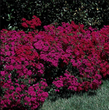 Dianthus Amazon™ Neon Duo