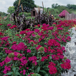 Dianthus Amazon™ Neon Duo