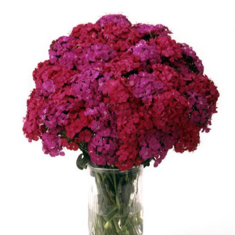 Dianthus Amazon™ Neon Duo