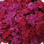 Dianthus Amazon™ Neon Duo