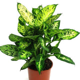 Dieffenbachia Star Bright