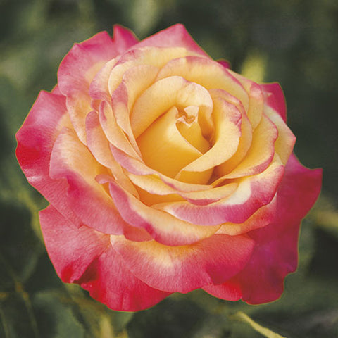 Rosa Grandiflora Dream Come True™ Rose