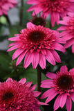 Echinacea Double Scoop (Coneflower)