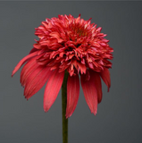 Echinacea Double Scoop (Coneflower)