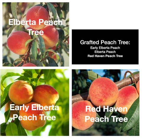 Prunus persica Multi-Grafted 'Elberta','Early Elberta','Red Haven' Peach Tree
