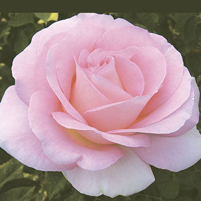 Rosa Hybrid Tea Falling in Love™ Rose