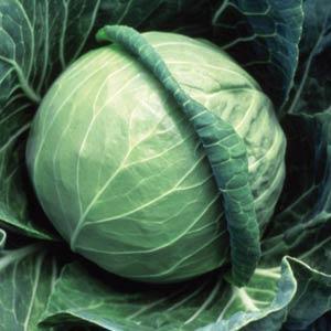 Cabbage 'Fast Vantage'