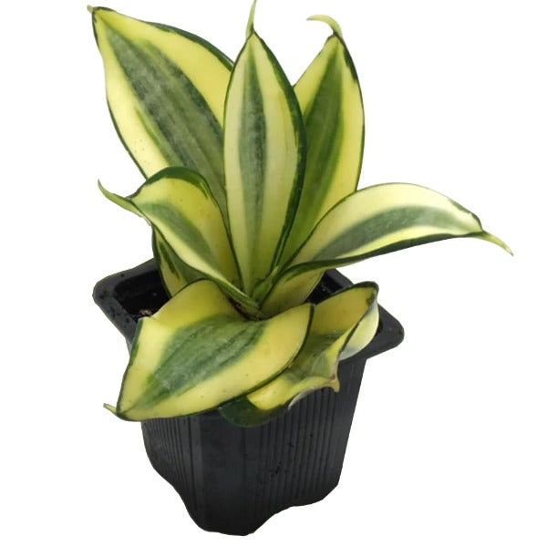 sansevieria favorite gold Sansevieria Favorite Gold (Snakeplant) – Prairie Blossom Nursery