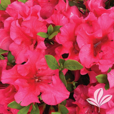 Azalea Bloom-A-Thon® Red Magnificence™