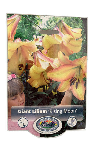 Giant Lilium Rising Moon deV
