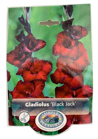 Gladiolus Black Jack DeV