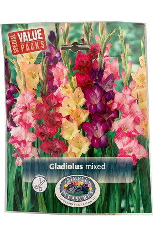 Gladiolus Mixed DeV