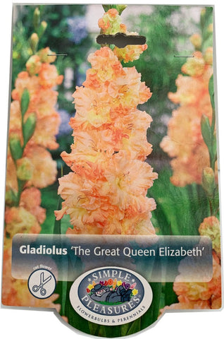 Gladiolus The Great Queen Elizebeth Dev