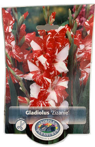 Gladiolus Zinzanie DeV