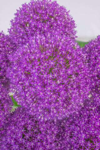 Allium_Globemaster