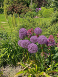 Allium_Globemaster