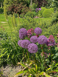 Allium_Globemaster