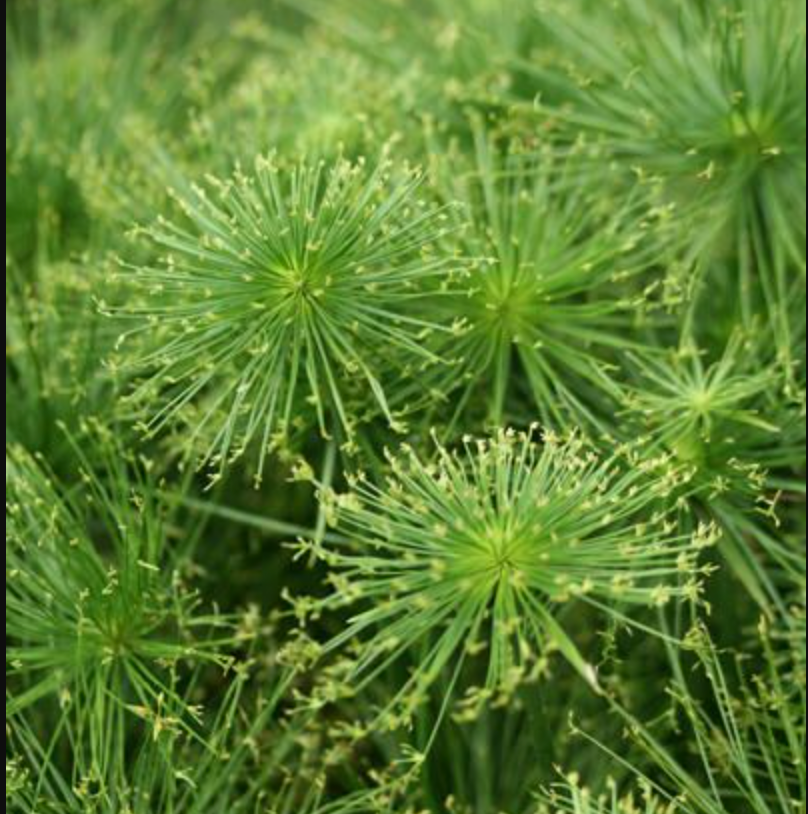 Papyrus Cyperus 'Cleopatra' Grass – Prairie Blossom Nursery