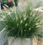 Grass Pennisetum Dwarf Fountain Hameln