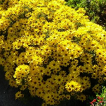 Helianthus 'Autumn Gold'