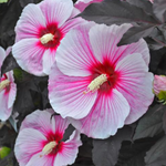 Hardy Hibiscus Starry Starry Night