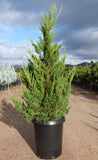 Juniperus Chinensis 'Hollywood Juniper'
