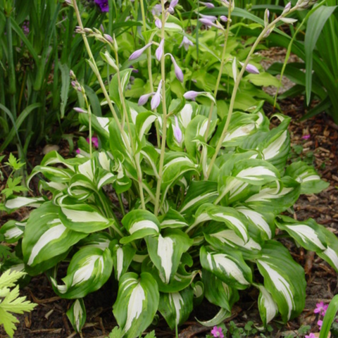 Hosta Undulata Medio variegata (Plantain lily)