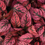 Hypoestes Red bs