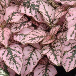 Hypoestes pinknbs