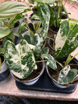 Alocasia_Frydek Varigated