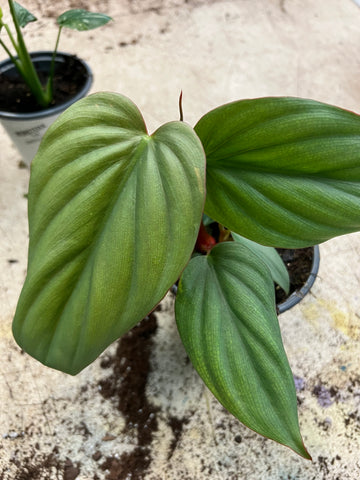 Philodendron_Columbia