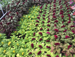 4" t/c Assorted Fall Annuals