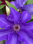 Clematis Lindsay Evigsy