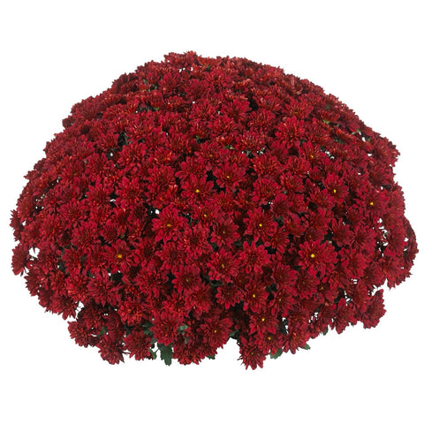 Red Cheer Fall Hardy Mum pot