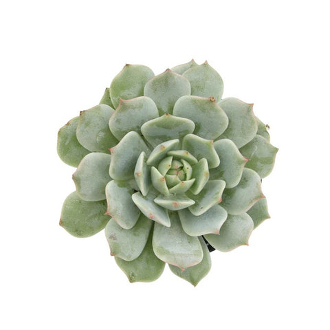 Echeveria Seraphina