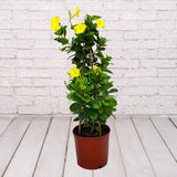 Mandevilla Trellis Sizes