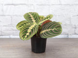 Prayer plant