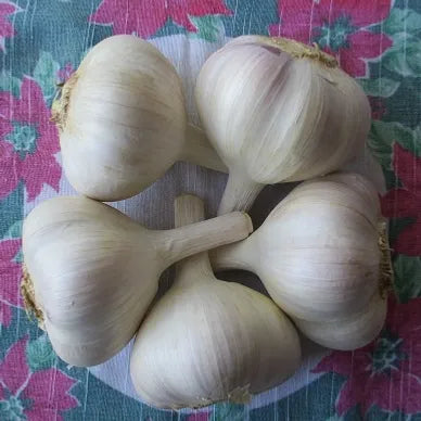 Ivan Garlic large Bulb 2-2 3/8_per lb.